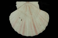 藏品(瑪卡莎海扇蛤)的圖片